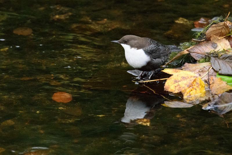  20141031_PB8_4037.JPG </br ><small> 2014-10-31 16:08</br >NIKON D800 + 150.0-600.0 mm f/5.0-6.3<br /> 500mm 1/250s f/7.1 ISO 6400</small>