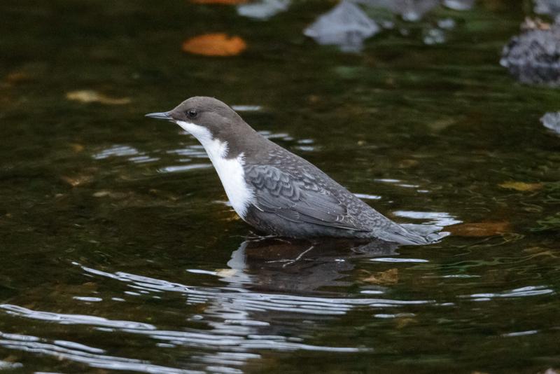  20141031_PB8_4094.JPG </br ><small> 2014-10-31 16:11</br >NIKON D800 + 150.0-600.0 mm f/5.0-6.3<br /> 500mm 1/250s f/6.3 ISO 6400</small>