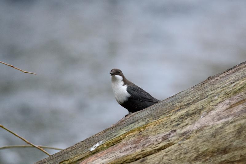  20141031_PB8_4186.JPG </br ><small> 2014-10-31 16:23</br >NIKON D800 + 150.0-600.0 mm f/5.0-6.3<br /> 550mm 1/250s f/6.3 ISO 3200</small>