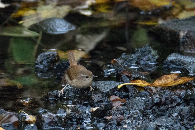  20141031_PB8_4272.JPG </br ><small> 2014-10-31 16:29</br >NIKON D800 + 150.0-600.0 mm f/5.0-6.3<br /> 500mm 1/125s f/6.3 ISO 6400</small>