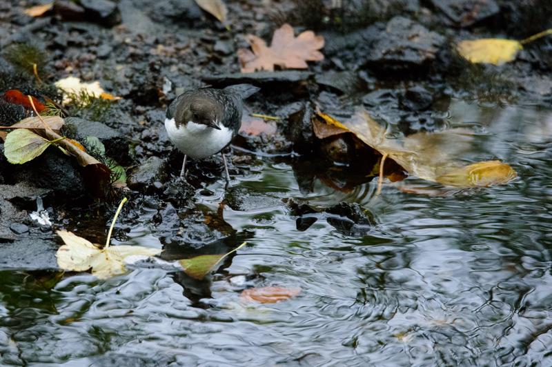  20141031_PB8_4318.JPG </br ><small> 2014-10-31 16:43</br >NIKON D800 + 150.0-600.0 mm f/5.0-6.3<br /> 500mm 1/250s f/6.3 ISO 6400</small>