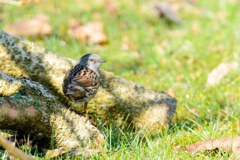  20160328-PB8_5279.jpg </br ><small> 2016-03-28 10:33</br >NIKON D800 500mm 1/500s f/8 ISO 560</small>