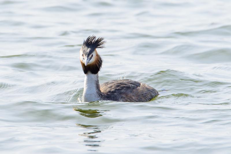  20160328-PB8_5293.jpg </br ><small> 2016-03-28 12:00</br >NIKON D800 500mm 1/500s f/8 ISO 200</small>