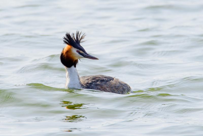  20160328-PB8_5295.jpg </br ><small> 2016-03-28 12:00</br >NIKON D800 500mm 1/500s f/8 ISO 200</small>