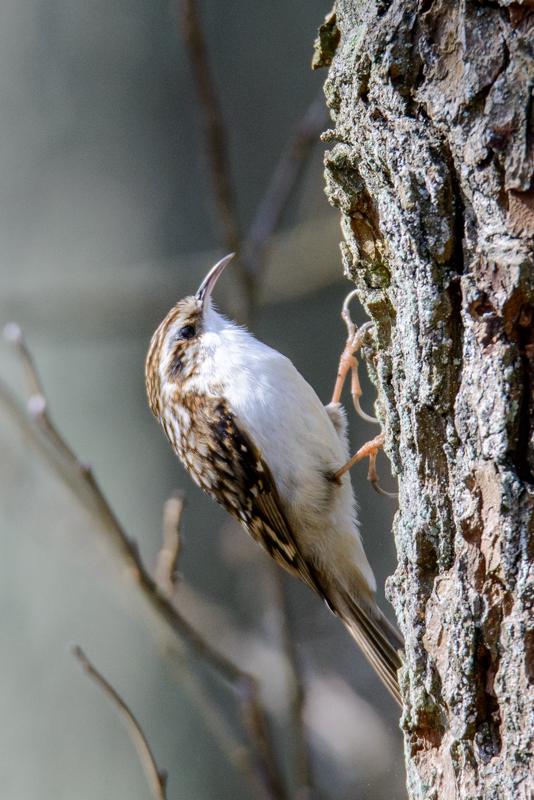  20160328-PB8_5305.jpg </br ><small> 2016-03-28 12:17</br >NIKON D800 500mm 1/500s f/8 ISO 900</small>