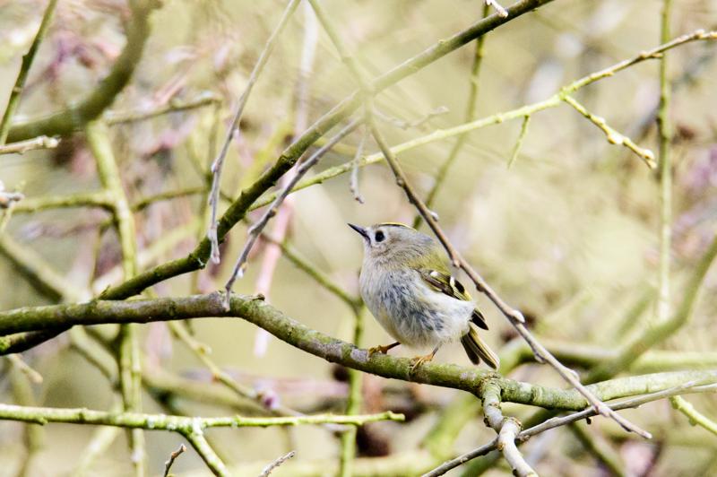  20160328-PB8_5390.jpg </br ><small> 2016-03-28 14:21</br >NIKON D800 500mm 1/640s f/8 ISO 1400</small>