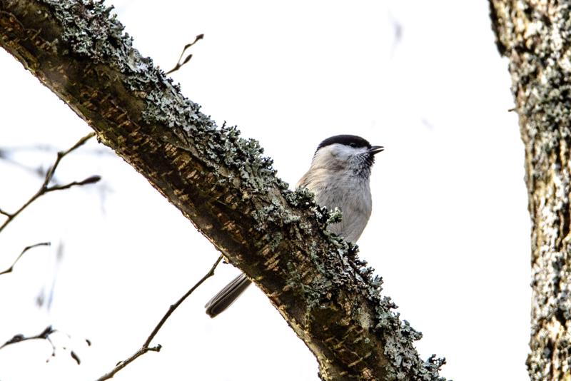  20160328-PB8_5429.jpg </br ><small> 2016-03-28 14:36</br >NIKON D800 500mm 1/640s f/8 ISO 200</small>