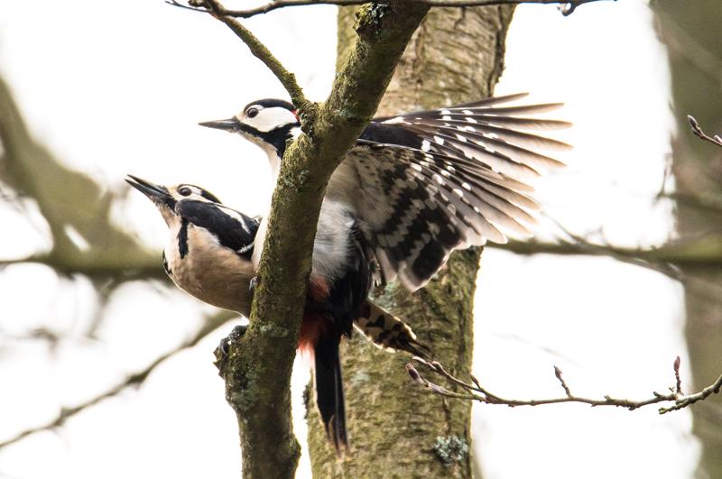  20160404-PB8_5524.jpg </br ><small> 2016-04-04 10:54</br >NIKON D800 + 150.0-600.0 mm f/5.0-6.3<br /> 500mm 1/640s f/8 ISO 560</small>