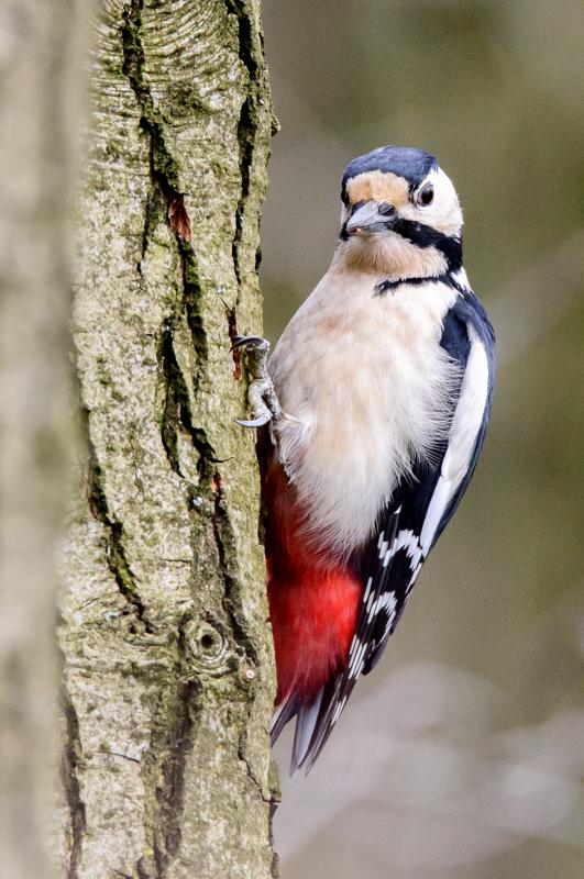  20160404-PB8_5586.jpg </br ><small> 2016-04-04 11:28</br >NIKON D800 + 150.0-600.0 mm f/5.0-6.3<br /> 460mm 1/640s f/8 ISO 2500</small>