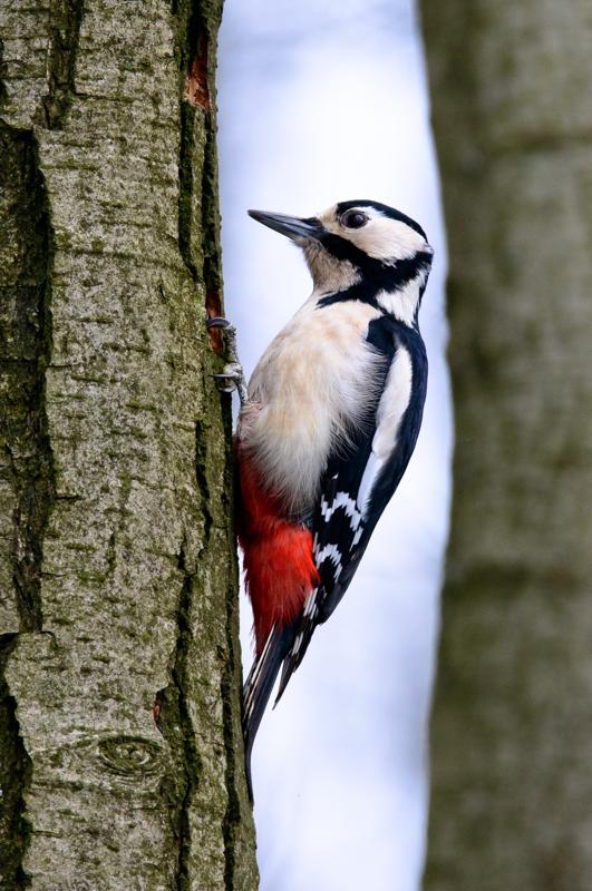  20160404-PB8_5591.jpg </br ><small> 2016-04-04 11:28</br >NIKON D800 + 150.0-600.0 mm f/5.0-6.3<br /> 460mm 1/640s f/8 ISO 1000</small>