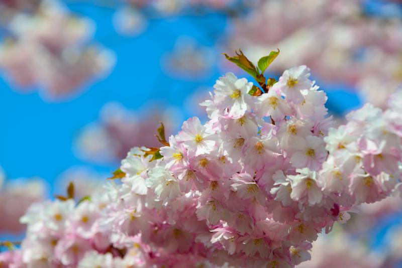  20130504_PB8_5316.JPG </br >Tivoli, 4.-5. Maj 2013</br > <small> 2013-05-04 15:34</br >NIKON D800 + 70.0-200.0 mm f/2.8<br /> 160mm 1/400s f/8 ISO 110</small>