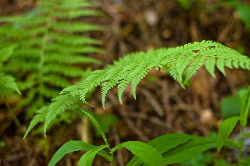  DSC_2178.jpg </br ><small> 2008-05-28 18:16</br >NIKON D70 35mm 1/50s f/2.8 ISO 400</small>