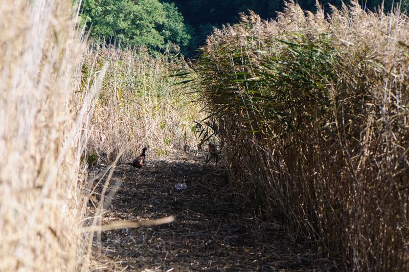  D3C_4678.jpg </br ><small> 2008-09-27 12:55</br >NIKON D300 105mm 1/500s f/5.6 ISO 320</small>