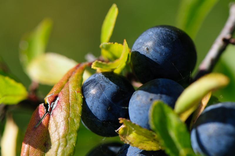  D3C_4681.jpg </br ><small> 2008-09-27 12:58</br >NIKON D300 105mm 1/500s f/8 ISO 320</small>