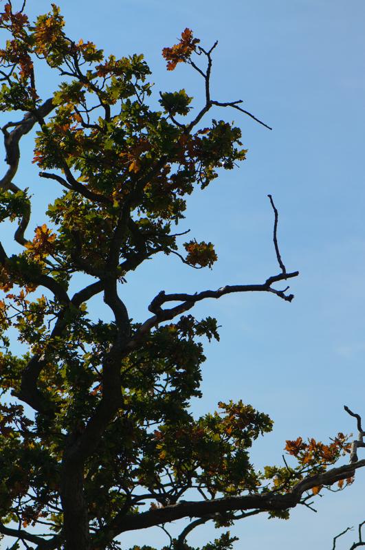  D3C_4694.jpg </br ><small> 2008-09-27 13:21</br >NIKON D300 105mm 1/4000s f/4 ISO 320</small>