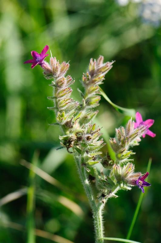  D3C_4702.jpg </br ><small> 2008-09-27 13:27</br >NIKON D300 105mm 1/400s f/8 ISO 320</small>