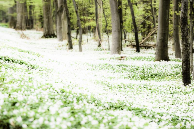  20130510_PB8_5565.JPG </br ><small> 2013-05-10 15:09</br >NIKON D800 + 70.0-200.0 mm f/2.8<br /> 200mm 1/320s f/8 ISO 640</small>