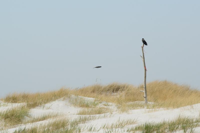  20130511_PB8_5824.JPG </br ><small> 2013-05-11 14:05</br >NIKON D800 + 70.0-200.0 mm f/2.8<br /> 200mm 1/1600s f/8 ISO 400</small>