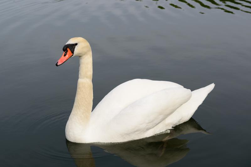  20130512_PB8_5936.JPG </br ><small> 2013-05-12 16:08</br >NIKON D800 + 24.0-70.0 mm f/2.8<br /> 62mm 1/800s f/8 ISO 200</small>