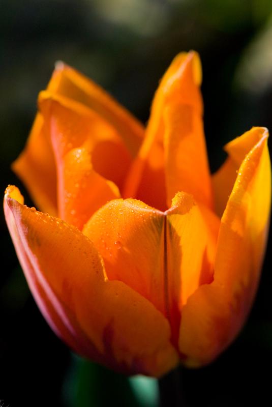  D2C_9379.jpg </br ><small> 2007-04-29 17:13</br >NIKON D200 105mm 1/750s f/8 ISO 200</small>