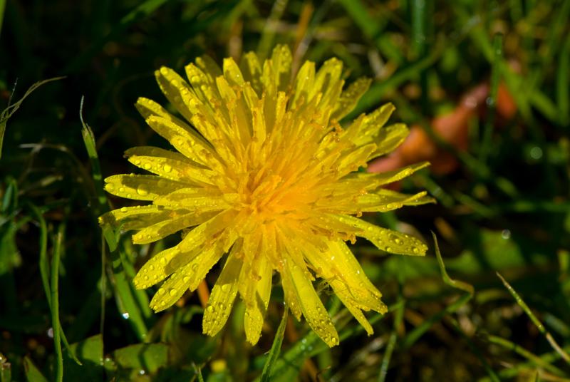  D2C_9396.jpg </br ><small> 2007-04-29 17:17</br >NIKON D200 105mm 1/320s f/11 ISO 200</small>