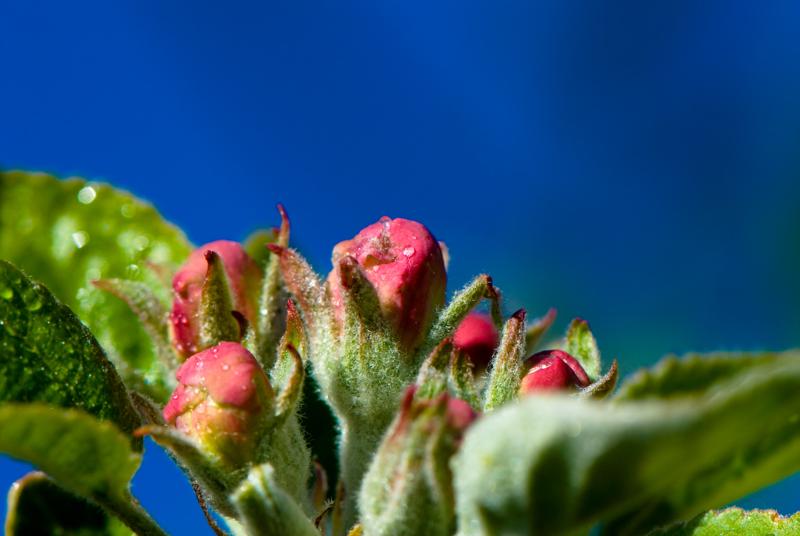  D2C_9406.jpg </br ><small> 2007-04-29 17:20</br >NIKON D200 105mm 1/250s f/11 ISO 200</small>