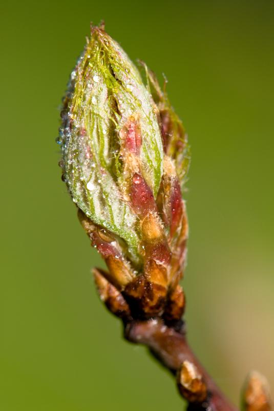  D2C_9412.jpg </br ><small> 2007-04-29 17:22</br >NIKON D200 105mm 1/350s f/8 ISO 200</small>