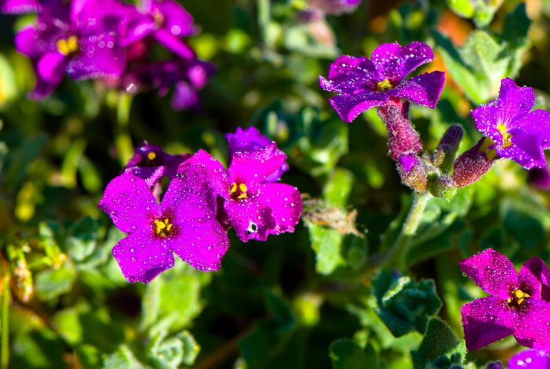  D2C_9422.jpg </br ><small> 2007-04-29 17:26</br >NIKON D200 105mm 1/250s f/8 ISO 200</small>