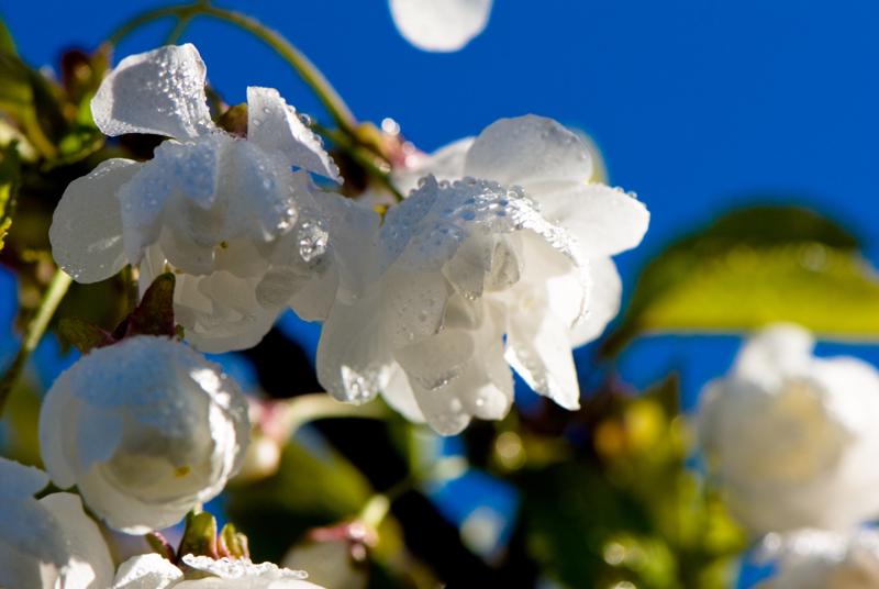  D2C_9438.jpg </br ><small> 2007-04-29 17:30</br >NIKON D200 105mm 1/640s f/8 ISO 200</small>