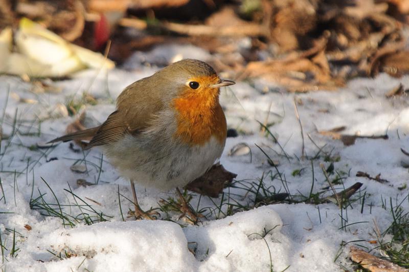  D3C_9685.JPG </br ><small></small>