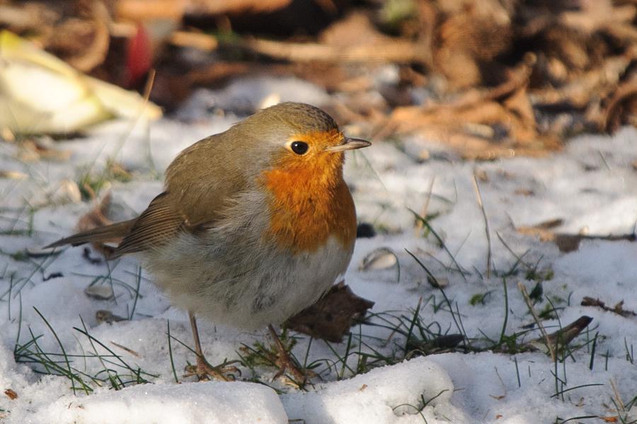 Fuglebraet Januar 2012