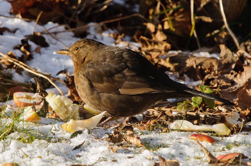  D3C_9751.JPG </br ><small></small>