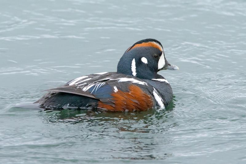  20160701-PB8_8451.JPG </br ><small> 2016-07-01 11:48</br >NIKON D800 + TAMRON SP AF 150-600mm F5-6.3 VC USD A011N<br /> 500mm 1/640s f/8 ISO 4000</small>