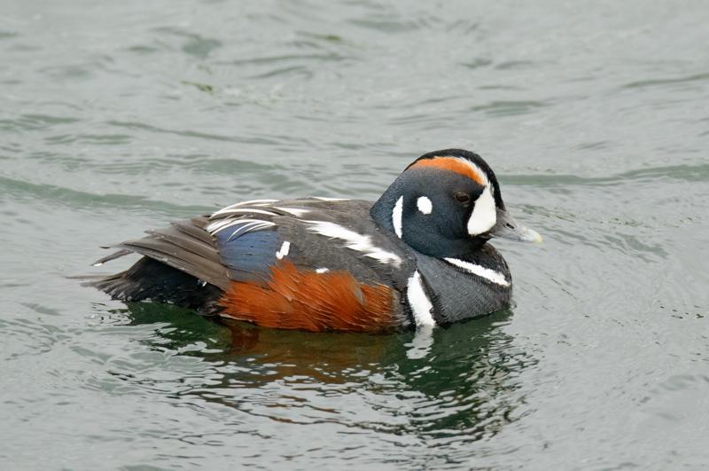  20160701-PB8_8545.JPG </br ><small> 2016-07-01 11:52</br >NIKON D800 + TAMRON SP AF 150-600mm F5-6.3 VC USD A011N<br /> 500mm 1/640s f/8 ISO 3600</small>