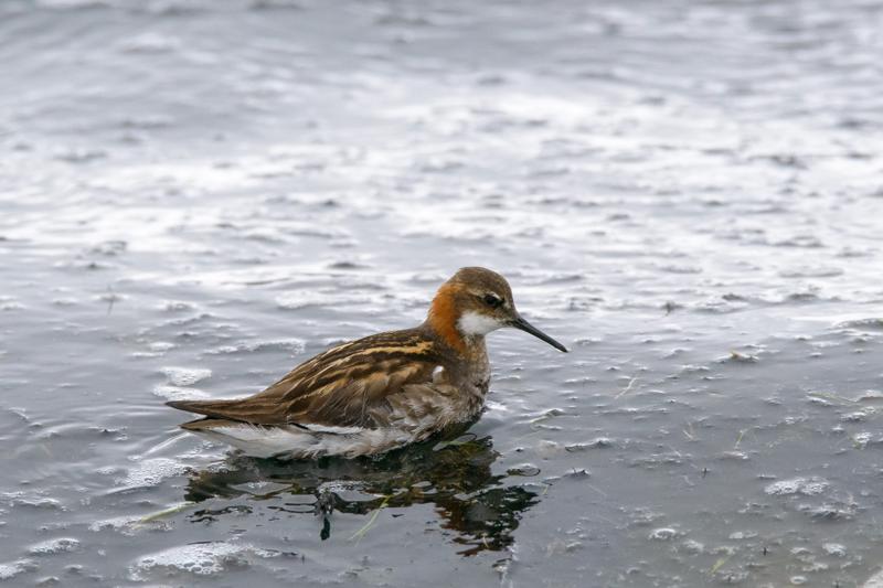  20160701-PB8_8620.JPG </br ><small> 2016-07-01 12:55</br >NIKON D800 + TAMRON SP AF 150-600mm F5-6.3 VC USD A011N<br /> 460mm 1/640s f/8 ISO 1400</small>