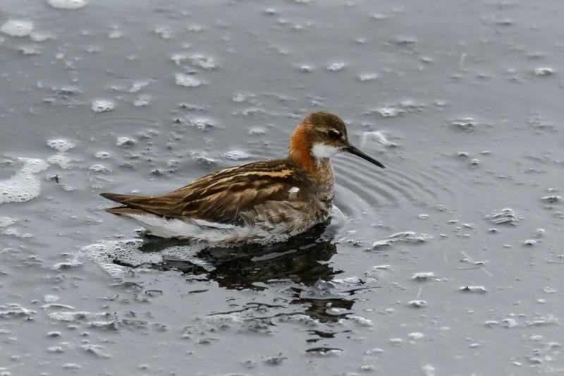  20160701-PB8_8631.JPG </br ><small> 2016-07-01 12:55</br >NIKON D800 + TAMRON SP AF 150-600mm F5-6.3 VC USD A011N<br /> 460mm 1/640s f/8 ISO 2200</small>