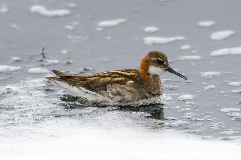  20160701-PB8_8641.JPG </br ><small> 2016-07-01 12:56</br >NIKON D800 + TAMRON SP AF 150-600mm F5-6.3 VC USD A011N<br /> 500mm 1/640s f/8 ISO 900</small>