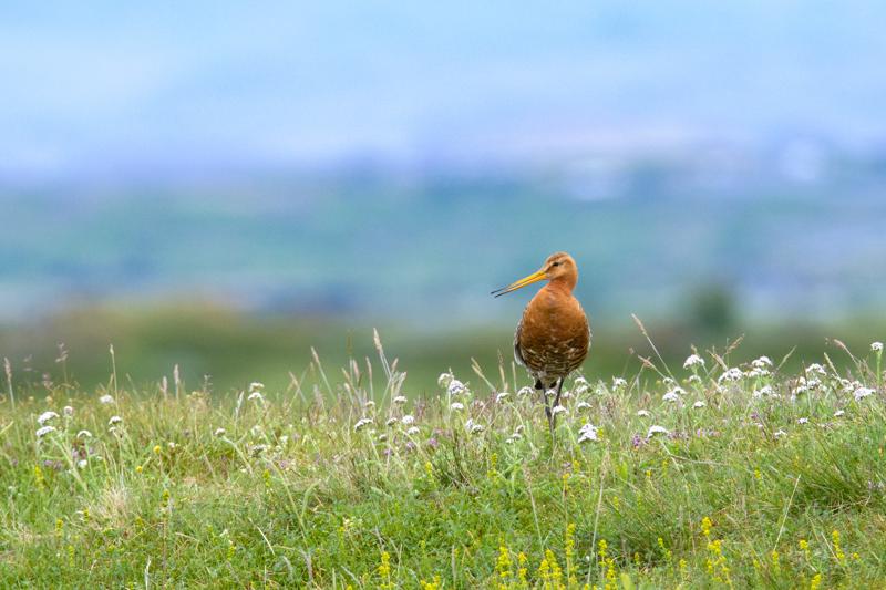  20160702-PB8_8865.JPG </br ><small> 2016-07-02 17:56</br >NIKON D800 + TAMRON SP AF 150-600mm F5-6.3 VC USD A011N<br /> 500mm 1/640s f/8 ISO 900</small>