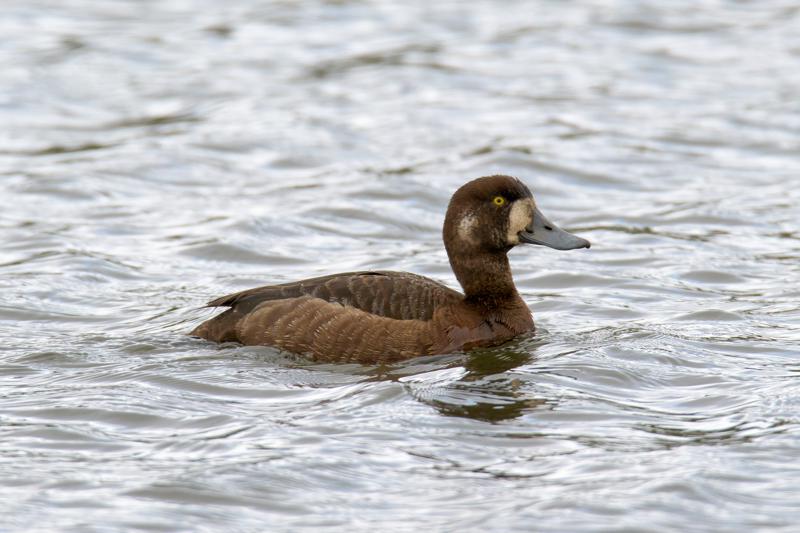  20160702-PB8_9064.JPG </br ><small> 2016-07-02 19:25</br >NIKON D800 + TAMRON SP AF 150-600mm F5-6.3 VC USD A011N<br /> 500mm 1/640s f/8 ISO 450</small>