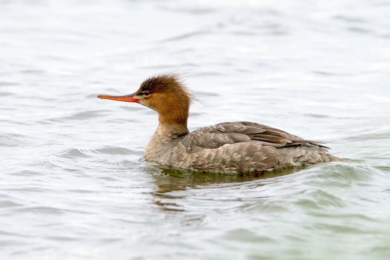  20160702-PB8_9106.JPG </br ><small> 2016-07-02 19:28</br >NIKON D800 + TAMRON SP AF 150-600mm F5-6.3 VC USD A011N<br /> 460mm 1/640s f/8 ISO 400</small>