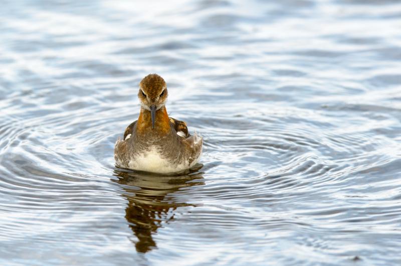  20160702-PB8_9190.JPG </br ><small> 2016-07-02 19:39</br >NIKON D800 + TAMRON SP AF 150-600mm F5-6.3 VC USD A011N<br /> 350mm 1/640s f/8 ISO 450</small>