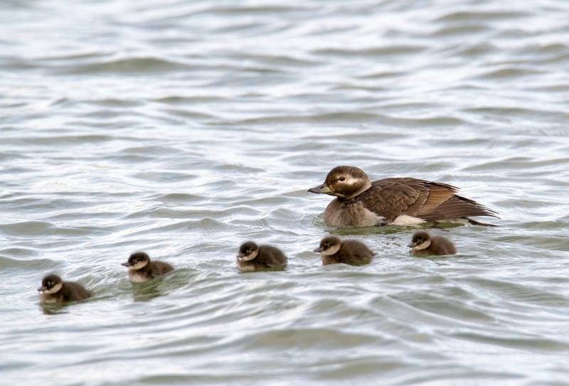  20160702-PB8_9239.JPG </br ><small> 2016-07-02 19:40</br >NIKON D800 + TAMRON SP AF 150-600mm F5-6.3 VC USD A011N<br /> 500mm 1/640s f/8 ISO 360</small>