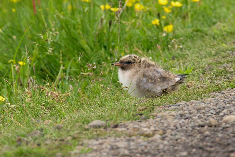  20160704-PB8_9425.JPG </br ><small> 2016-07-04 11:24</br >NIKON D800 + TAMRON SP AF 150-600mm F5-6.3 VC USD A011N<br /> 420mm 1/640s f/8 ISO 640</small>