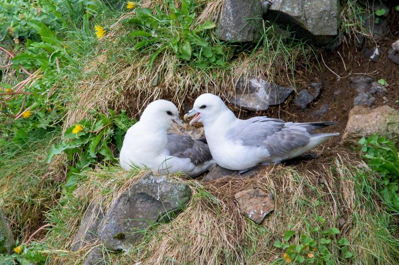  20160704-PB8_9458.JPG </br ><small> 2016-07-04 13:26</br >NIKON D800 + TAMRON SP AF 150-600mm F5-6.3 VC USD A011N<br /> 500mm 1/250s f/8 ISO 1000</small>