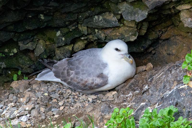  20160704-PB8_9472.JPG </br ><small> 2016-07-04 13:53</br >NIKON D800 + TAMRON SP AF 150-600mm F5-6.3 VC USD A011N<br /> 500mm 1/250s f/8 ISO 3600</small>