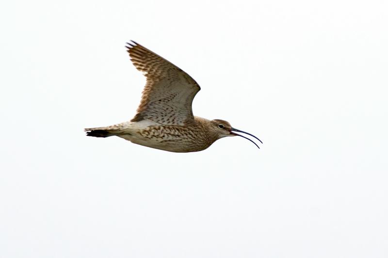  20160704-PB8_9626.JPG </br ><small> 2016-07-04 15:29</br >NIKON D800 + TAMRON SP AF 150-600mm F5-6.3 VC USD A011N<br /> 500mm 1/640s f/8 ISO 220</small>