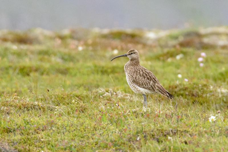  20160704-PB8_9641.JPG </br ><small> 2016-07-04 15:30</br >NIKON D800 + TAMRON SP AF 150-600mm F5-6.3 VC USD A011N<br /> 500mm 1/640s f/8 ISO 1800</small>