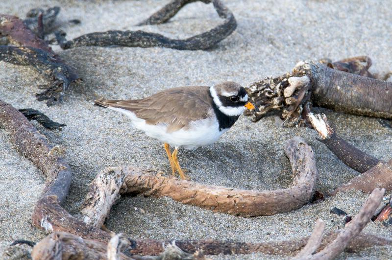  20160704-PB8_9668.JPG </br ><small> 2016-07-04 18:18</br >NIKON D800 + TAMRON SP AF 150-600mm F5-6.3 VC USD A011N<br /> 500mm 1/640s f/8 ISO 560</small>