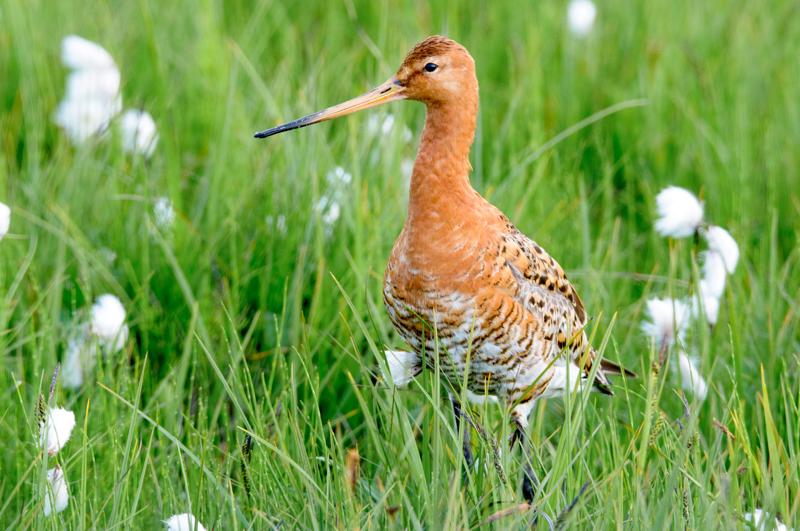  20160704-PB8_9697.JPG </br ><small> 2016-07-04 19:10</br >NIKON D800 + TAMRON SP AF 150-600mm F5-6.3 VC USD A011N<br /> 420mm 1/320s f/9 ISO 1000</small>