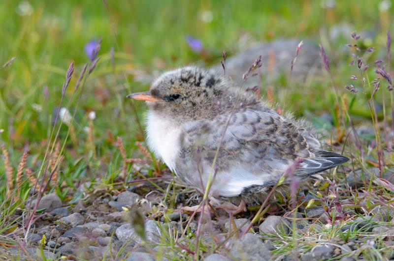  20160704-PB8_9703.JPG </br ><small> 2016-07-04 19:12</br >NIKON D800 + TAMRON SP AF 150-600mm F5-6.3 VC USD A011N<br /> 380mm 1/640s f/8 ISO 1000</small>